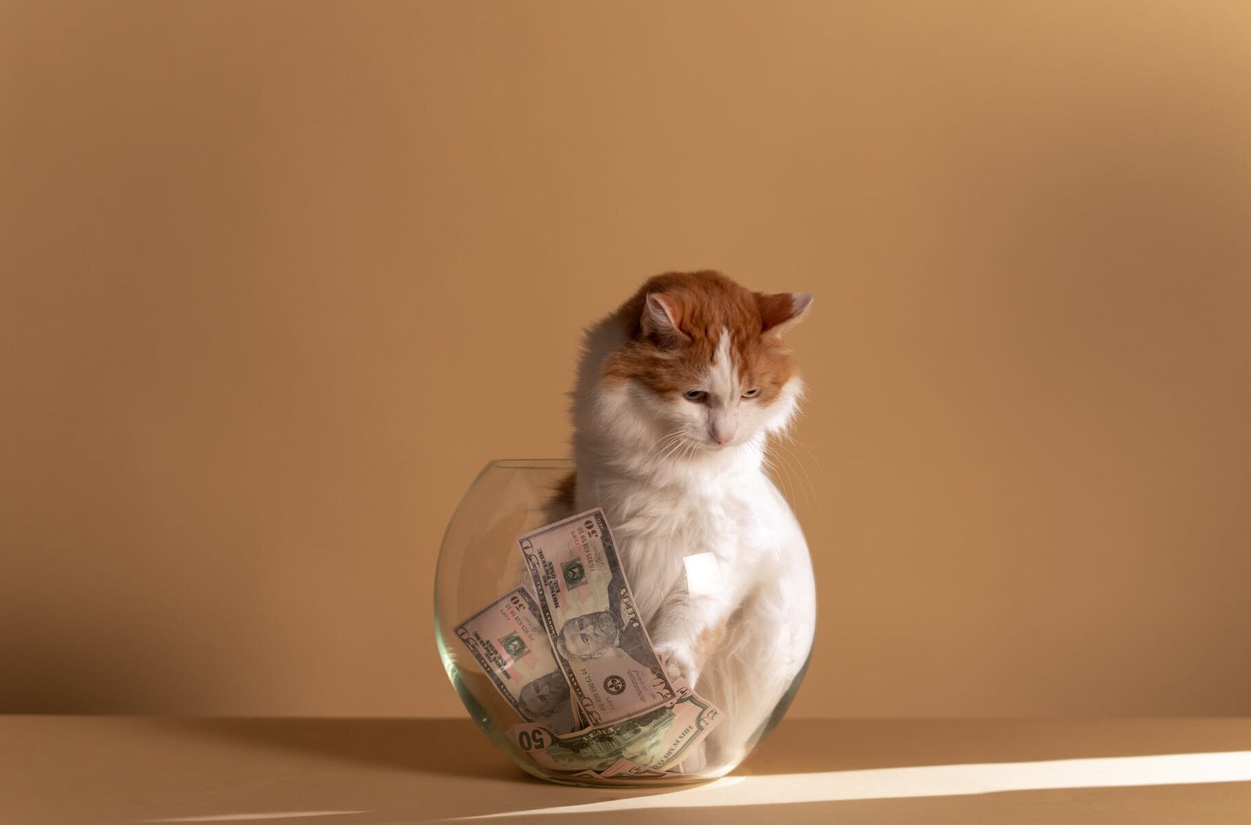 white and brown cat on clear fish bowl