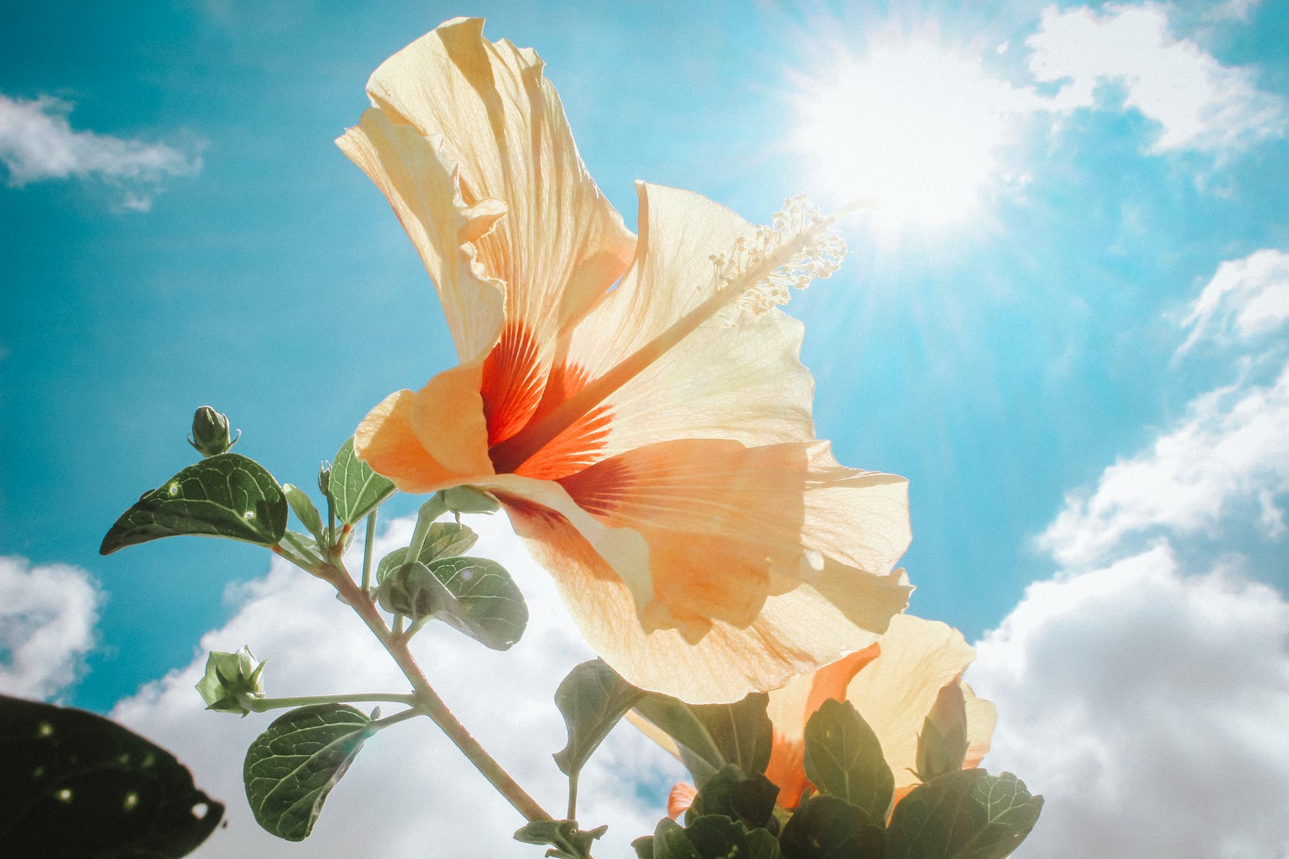 photography of yellow hibiscus under sunlight