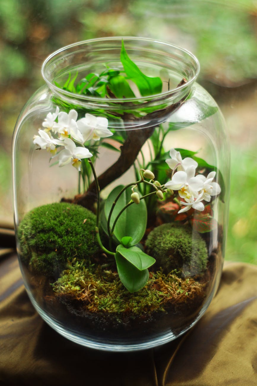 clear glass terrarium with white petaled flowers