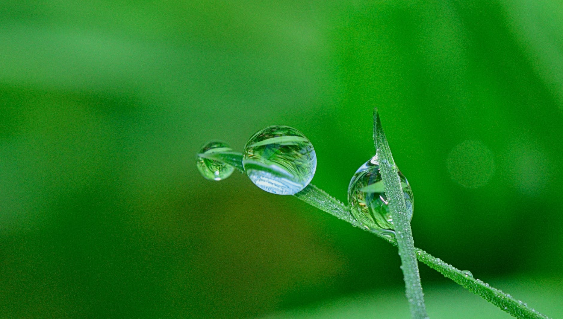 green grass and water droplet