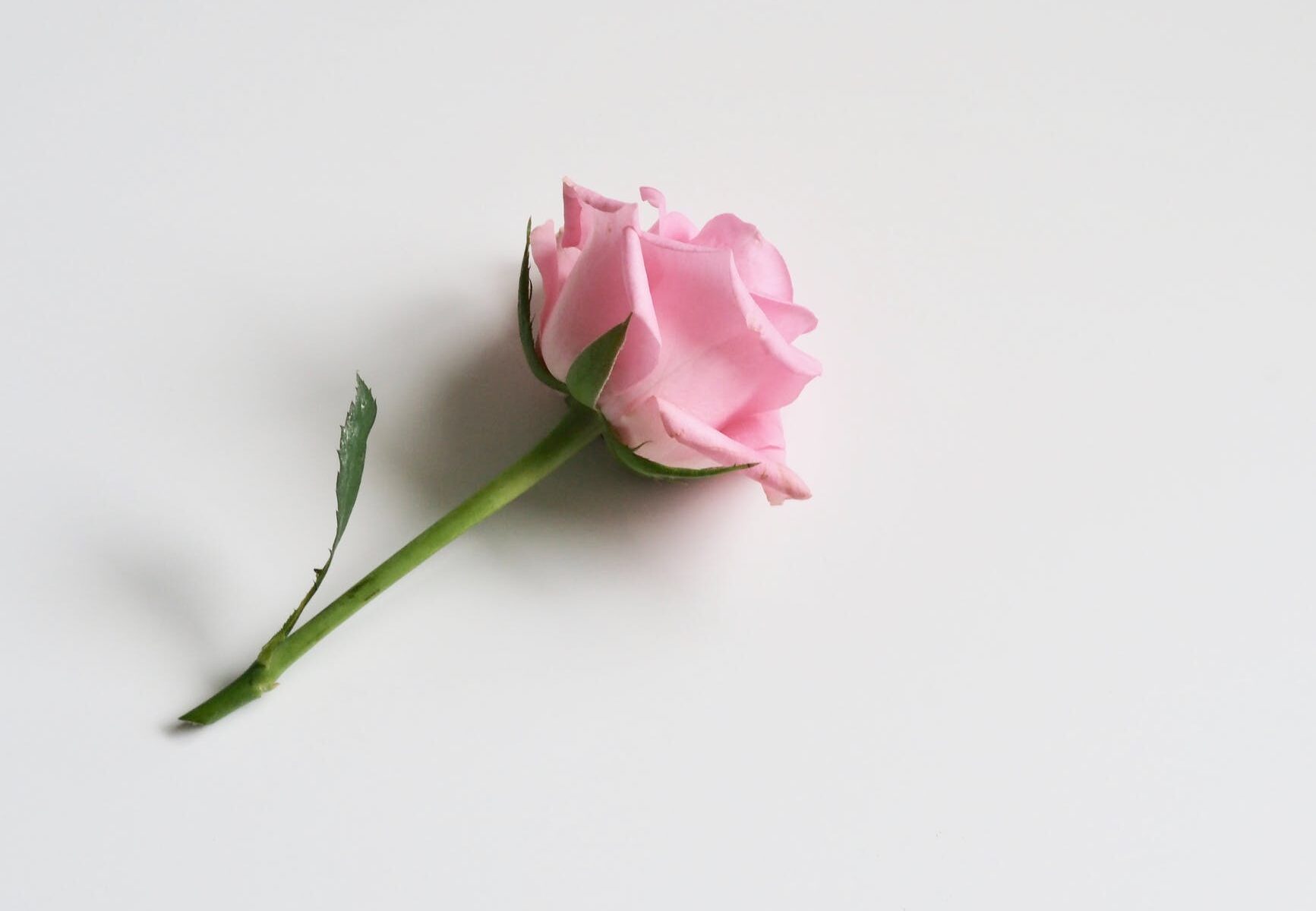 tender pink rose on white background