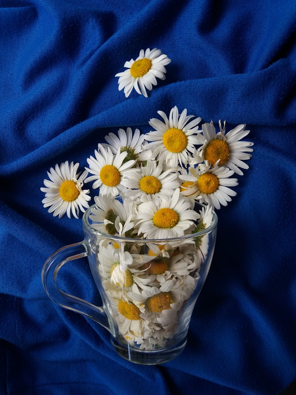 close up on daisies in glass