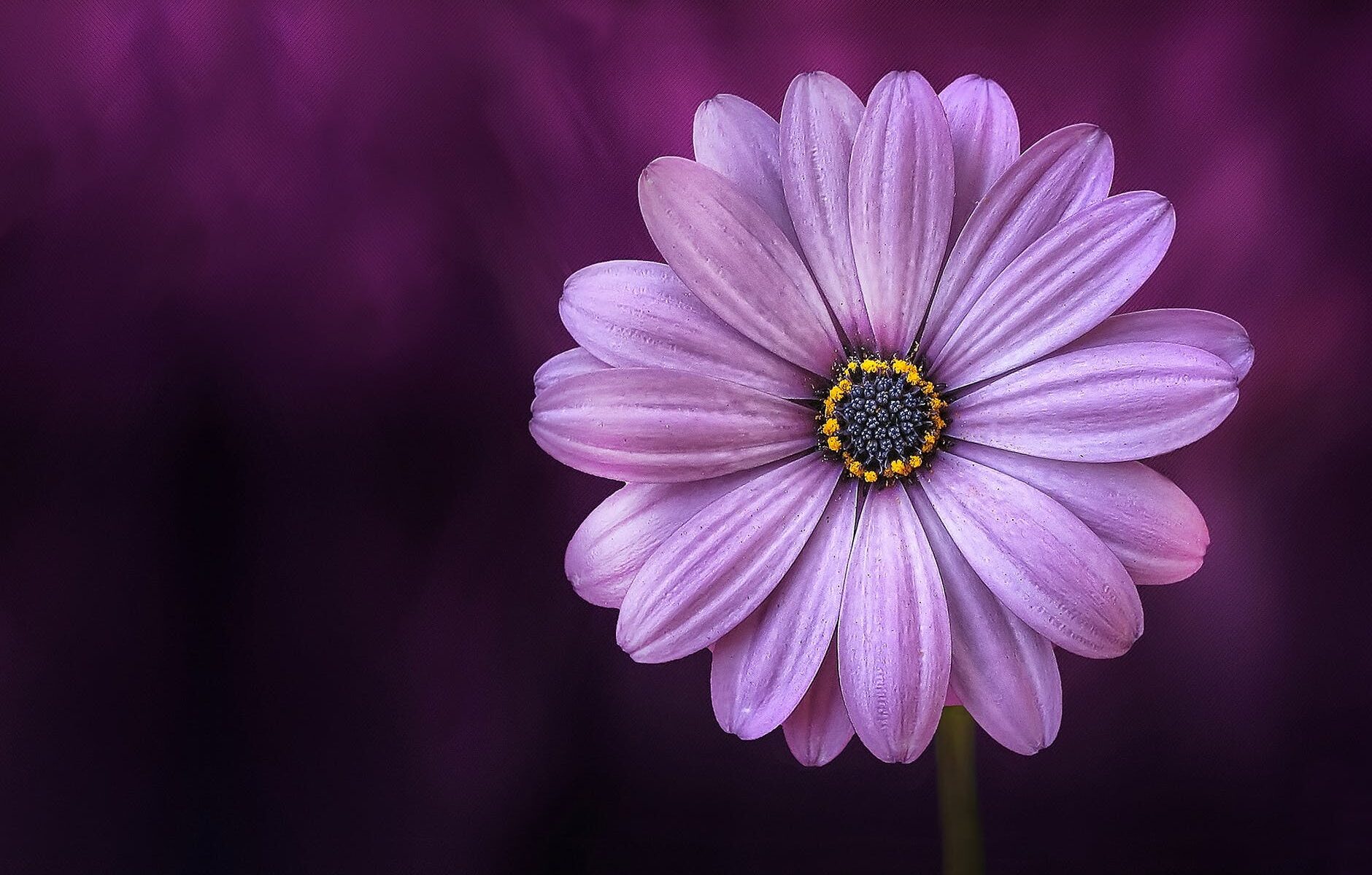 purple daisybush flower