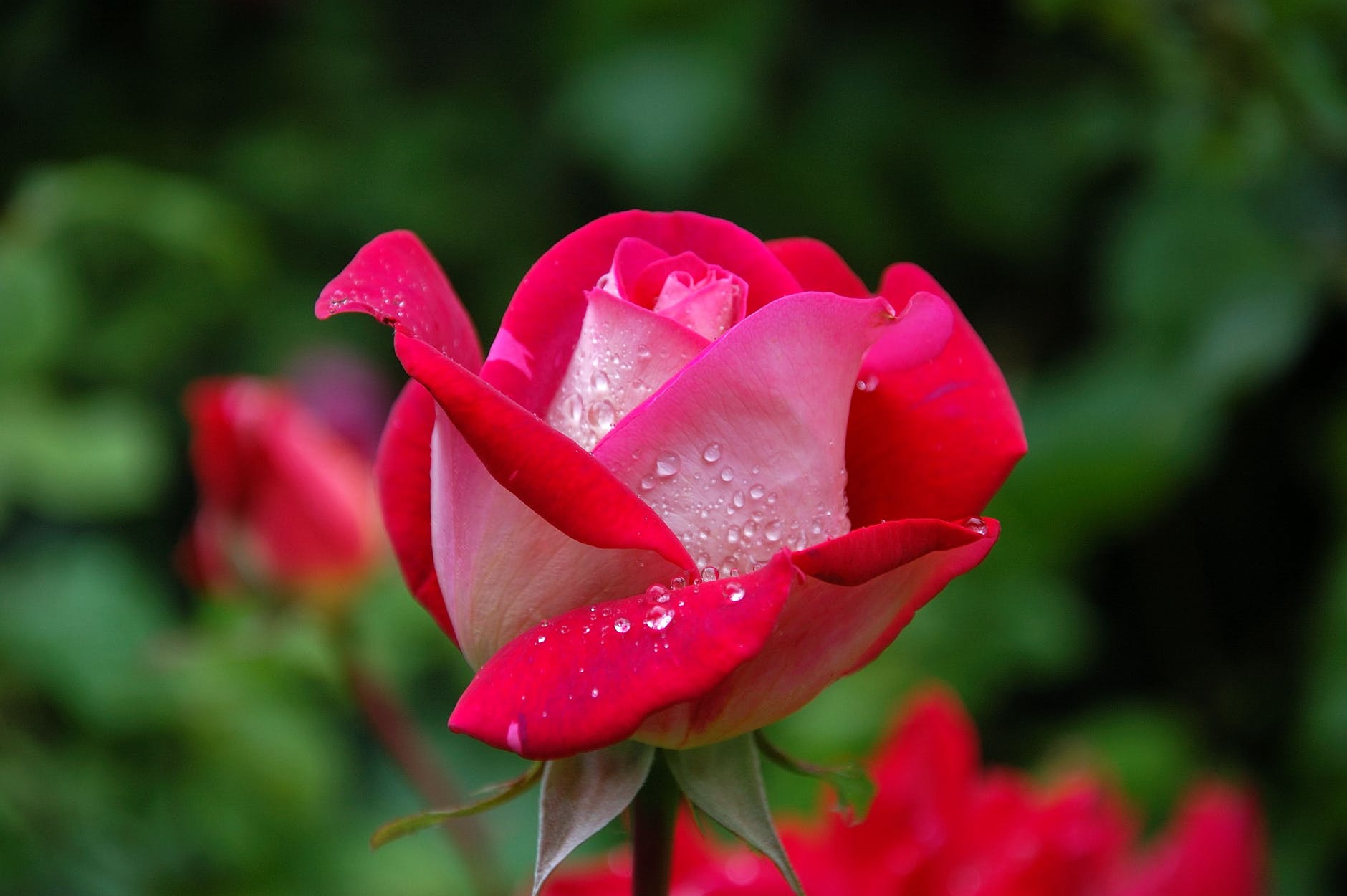 close photography of red and pink rose