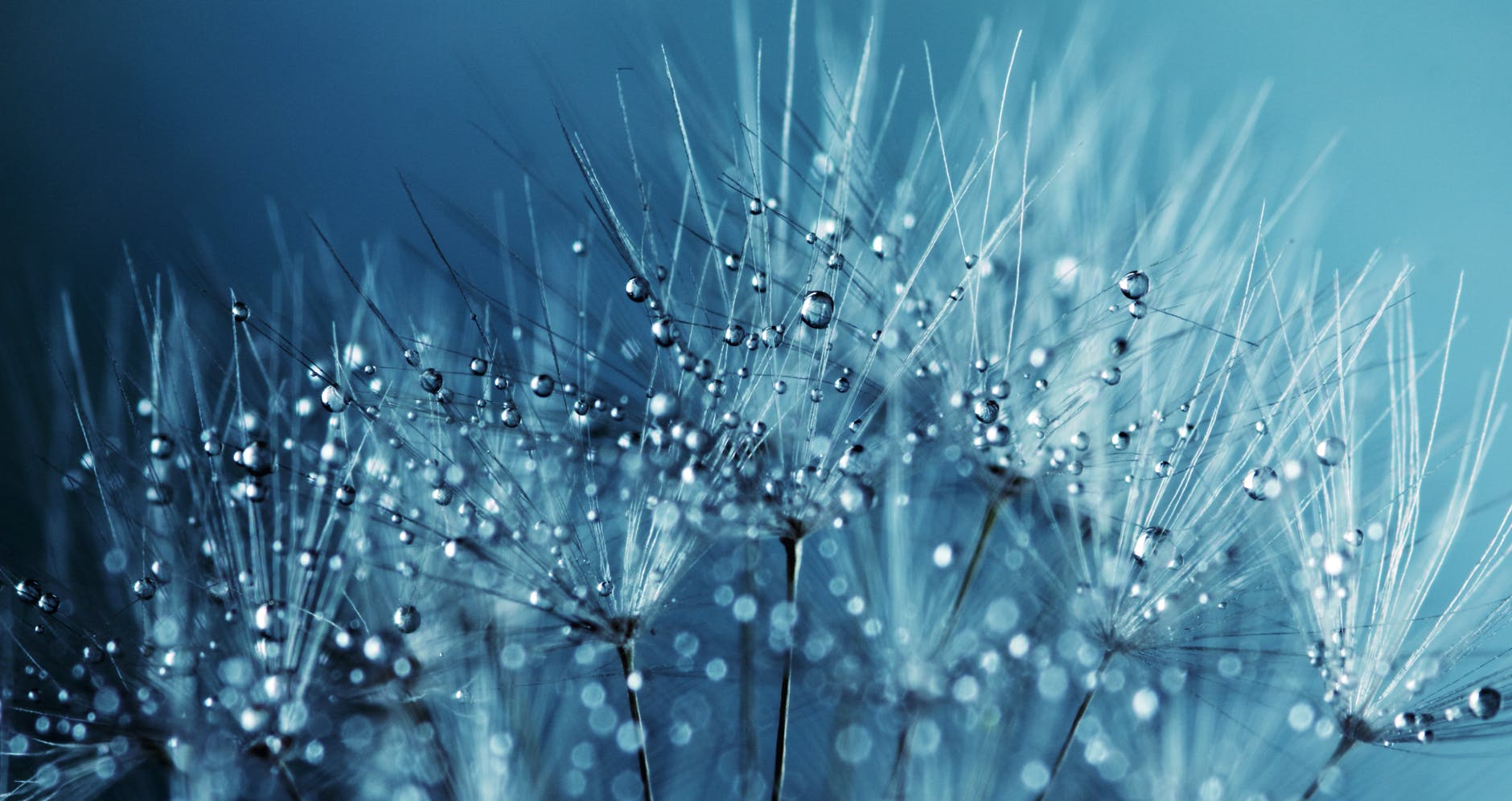 dandelion holding water droplets