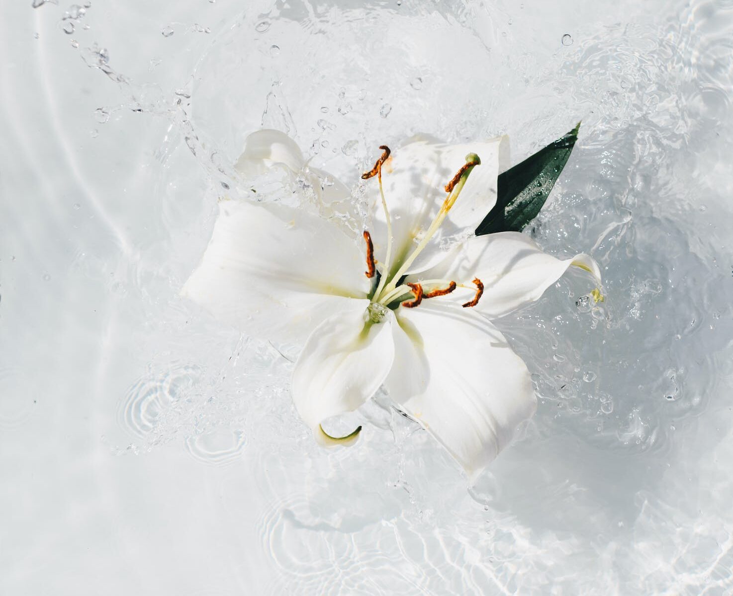 splashing water around a white lily