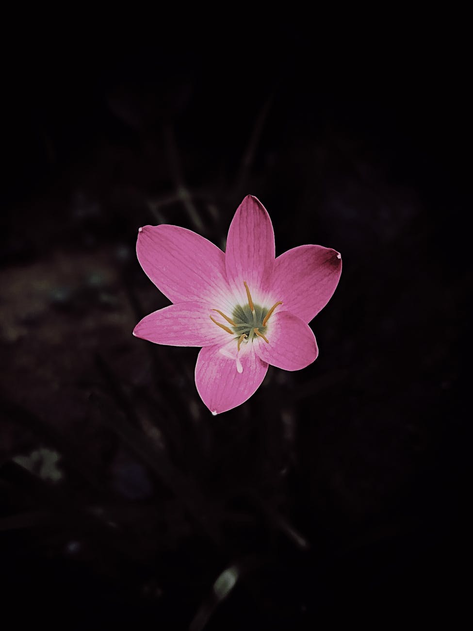small flower growing in night