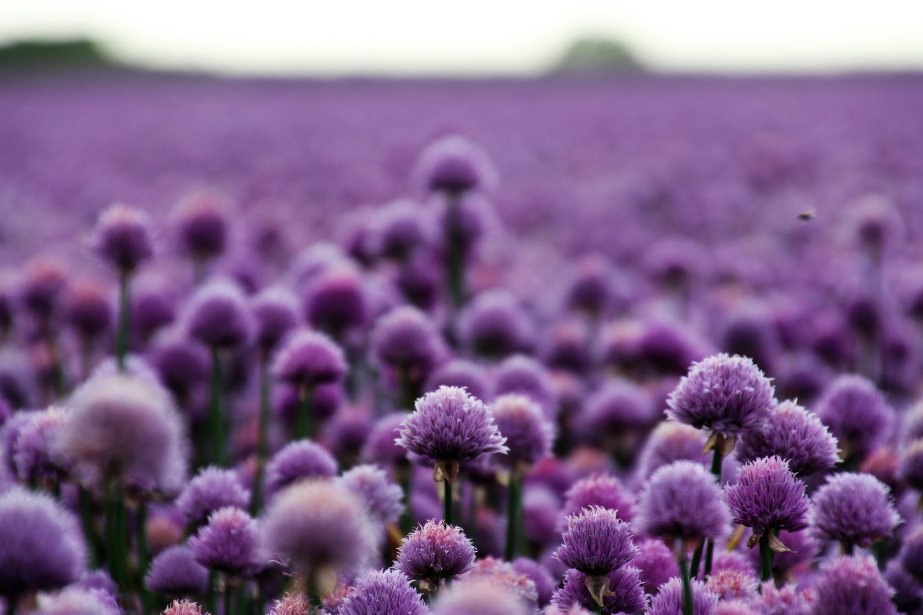 purple chives field