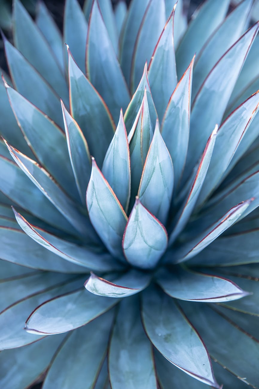 a blue agave plant in macro photography