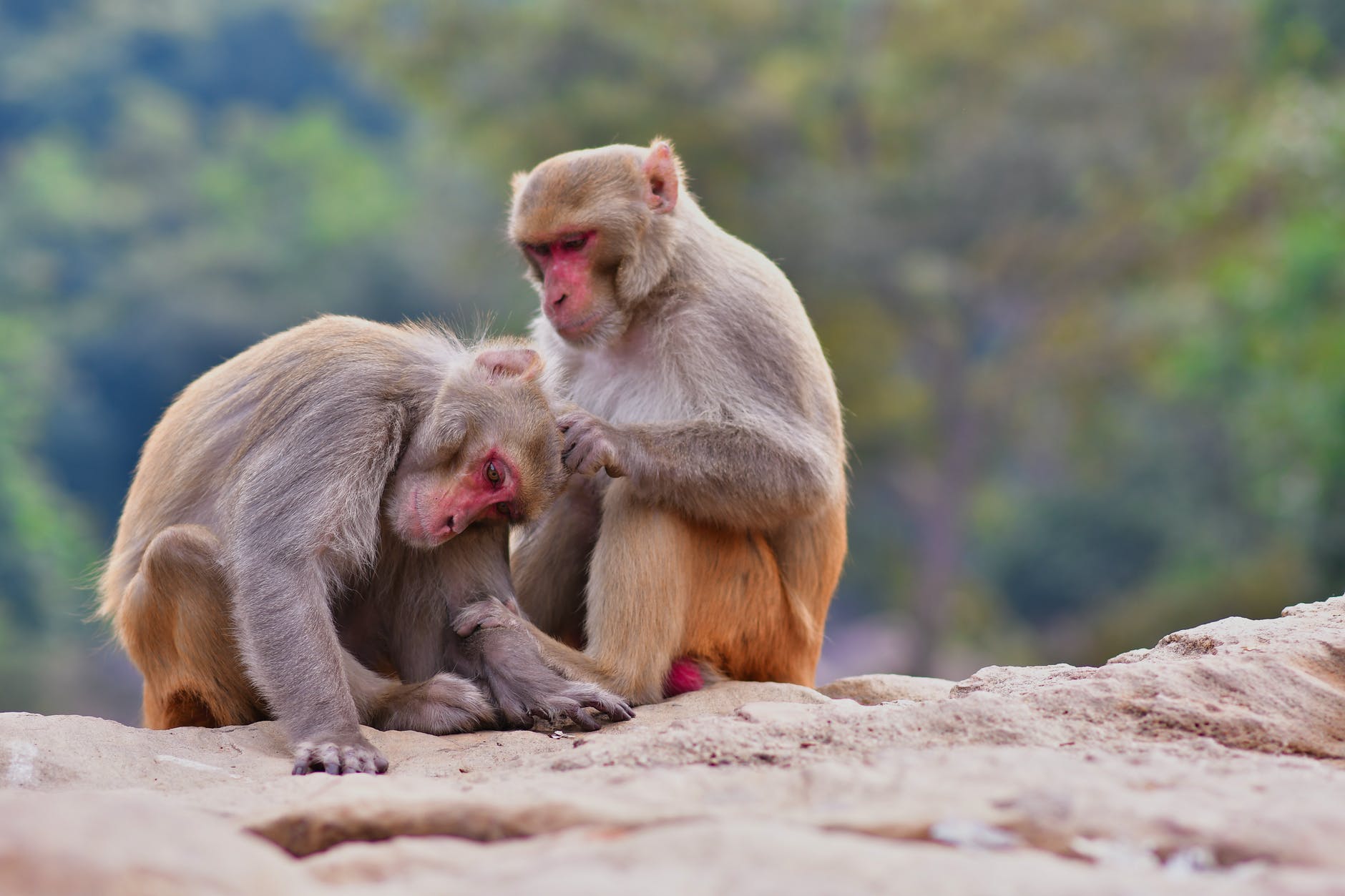 adorable monkey scratching ear of companion in zoo