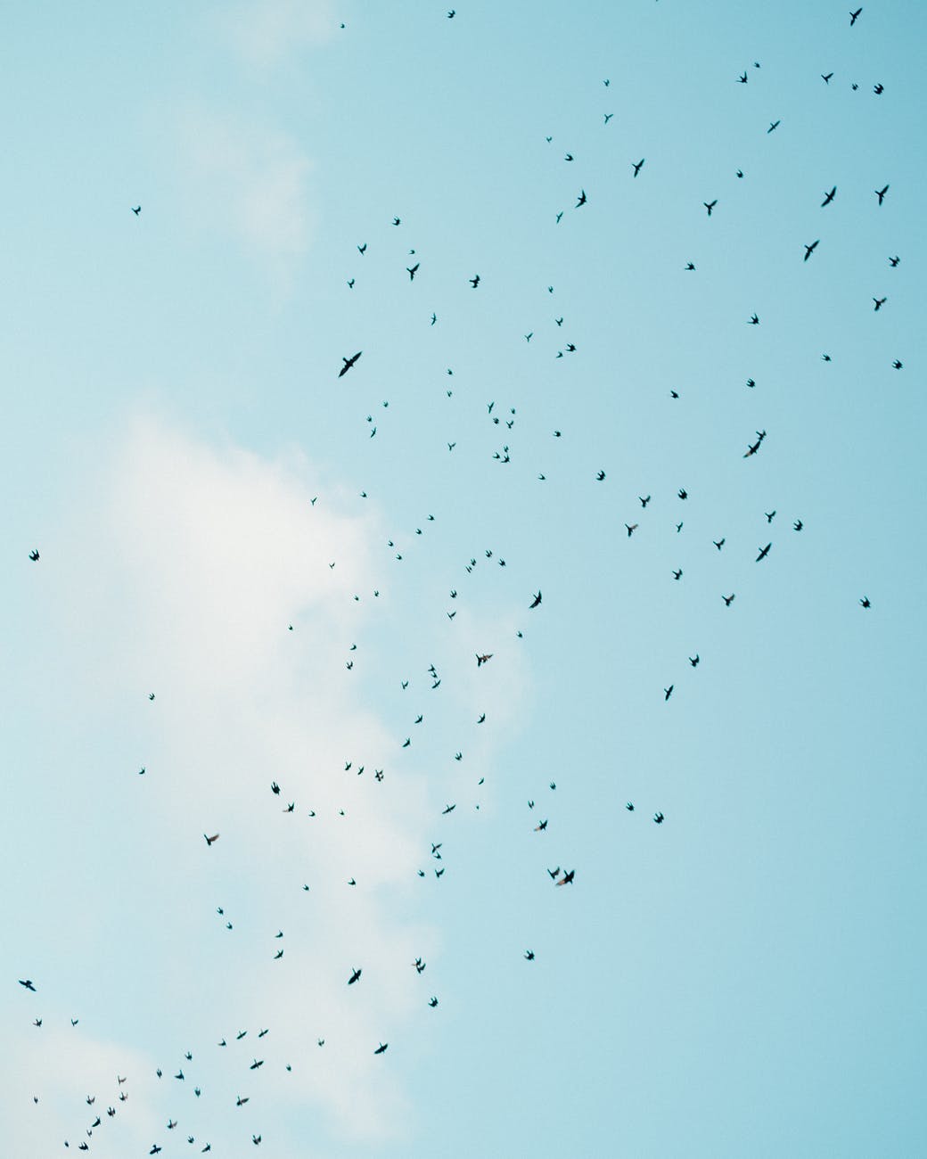 birds flying in blue sky in daylight