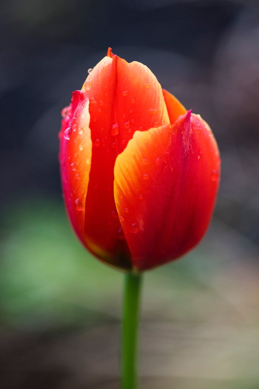 red and yellow tulip flower in selective focus photography