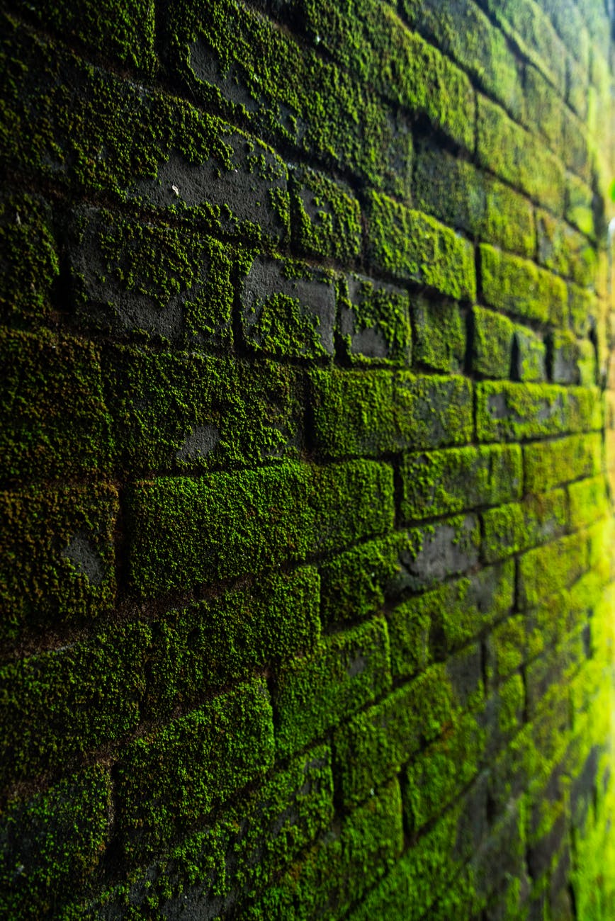 photography of bricks covered with moss