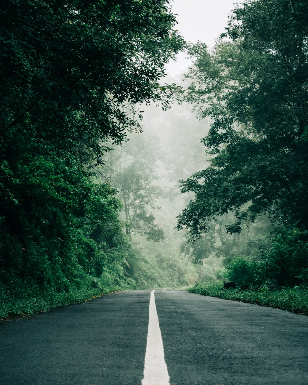 empty asphalt road between trees