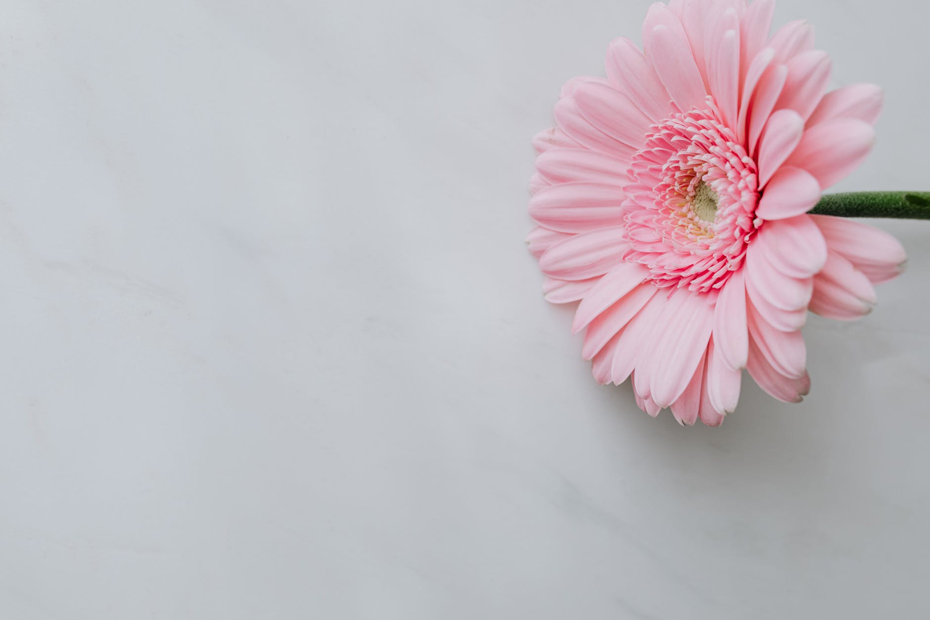 pink fresh flower on white table