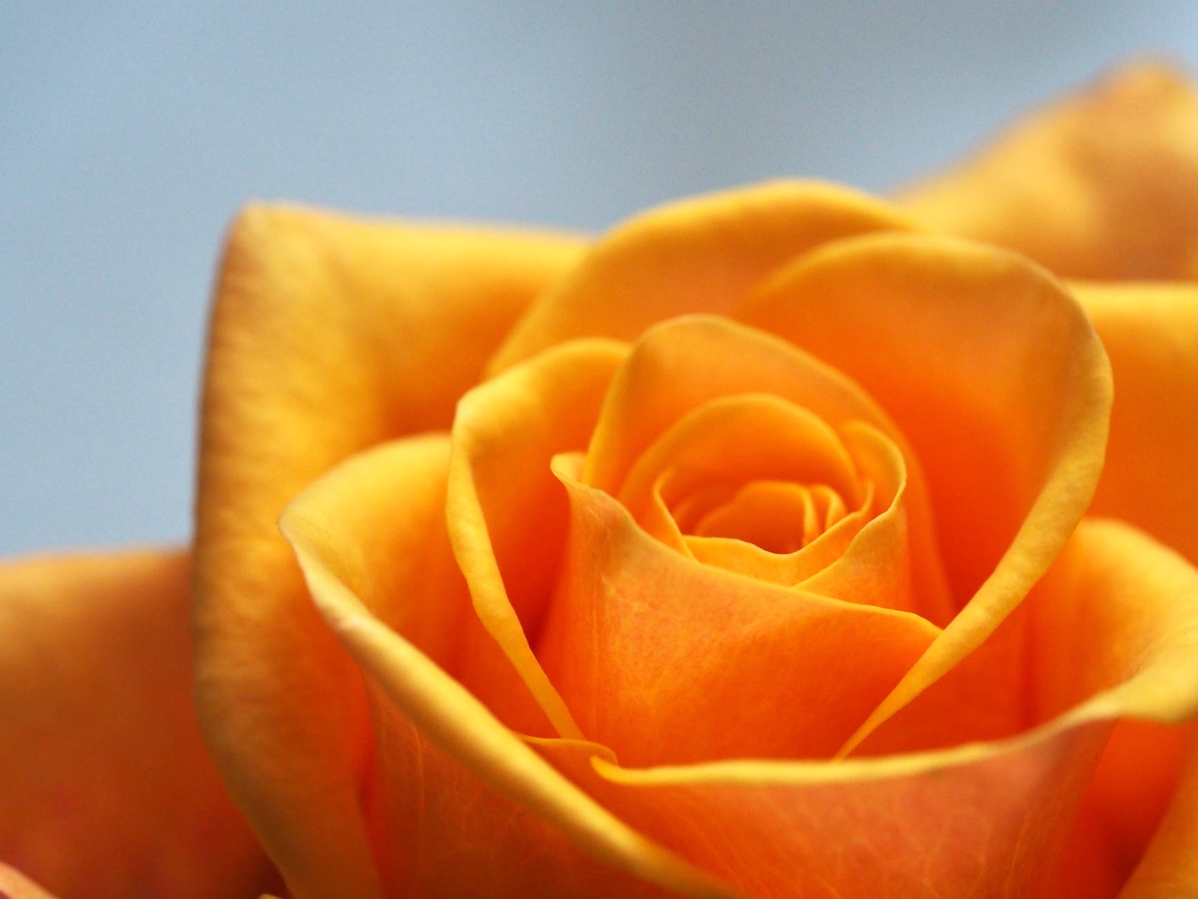 close up photo of yellow orange rose