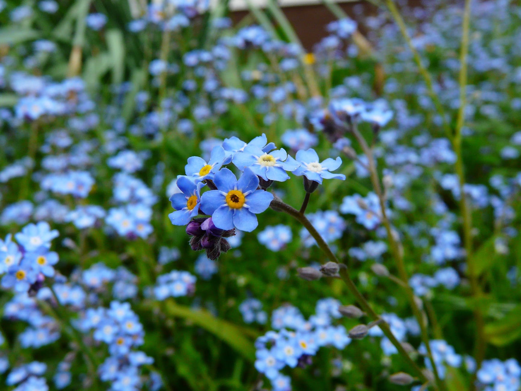 nature blue meadow plant
