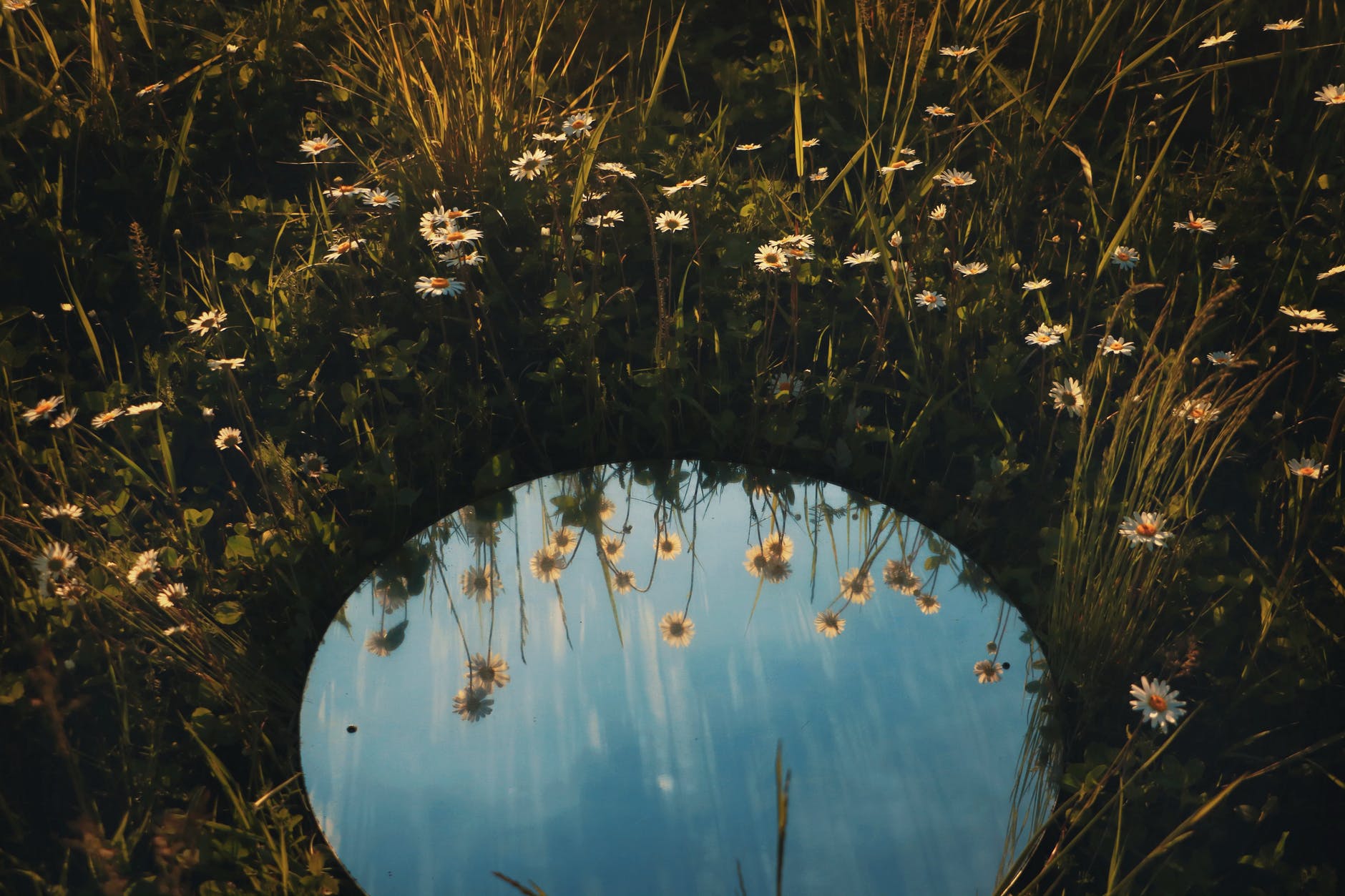 round mirror on a field of daisies