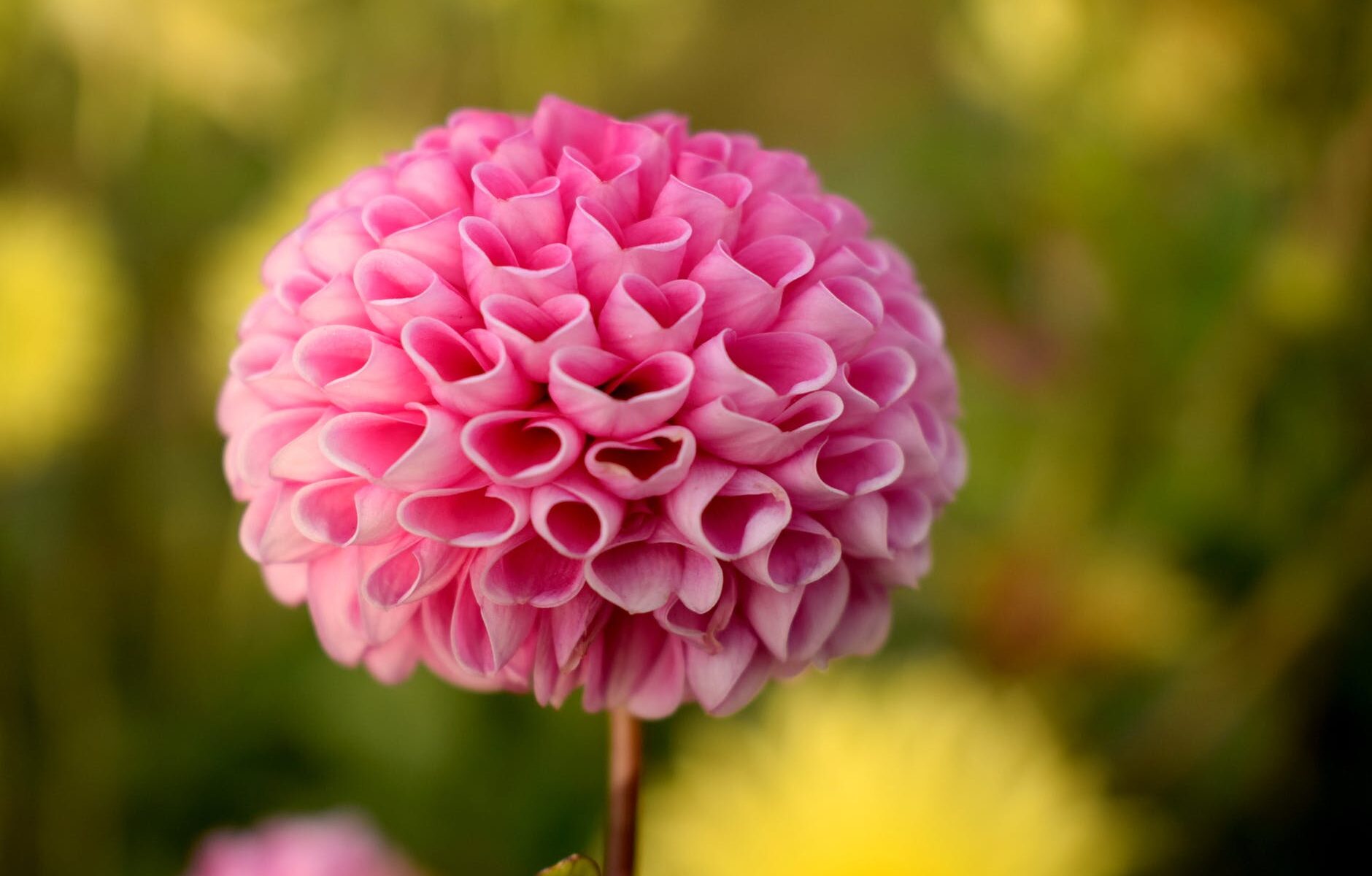 pink ball dahlia flower in selective focus photography