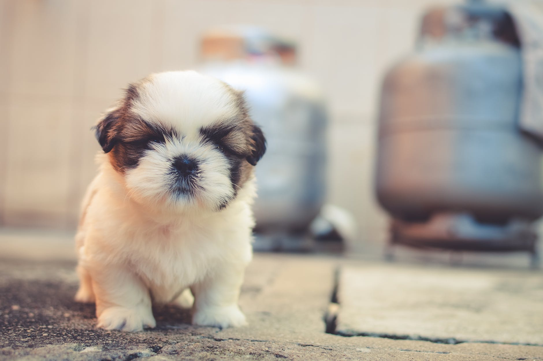 white and brown long coated puppy macroshot photography