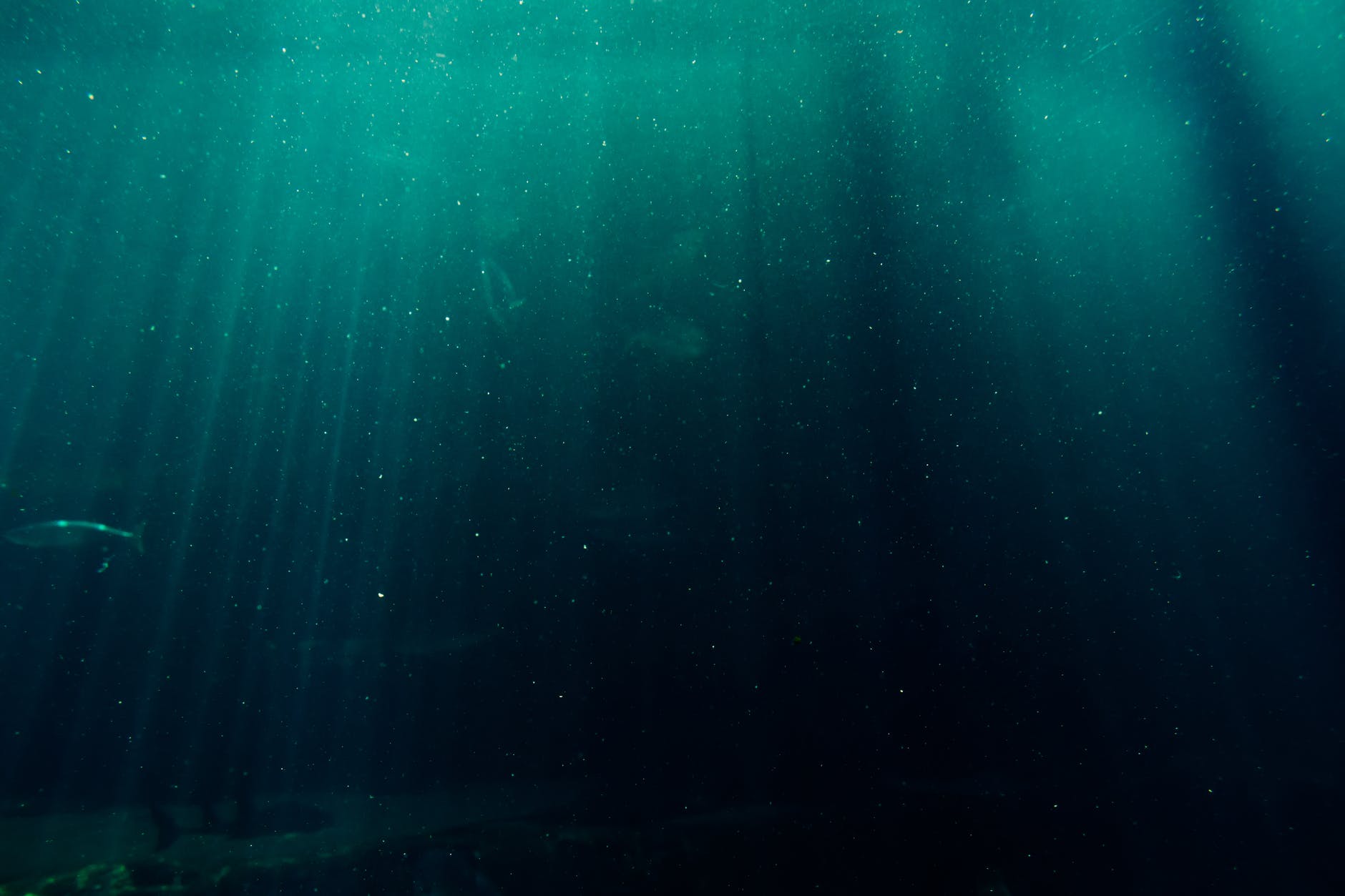 underwater photography of deep sea