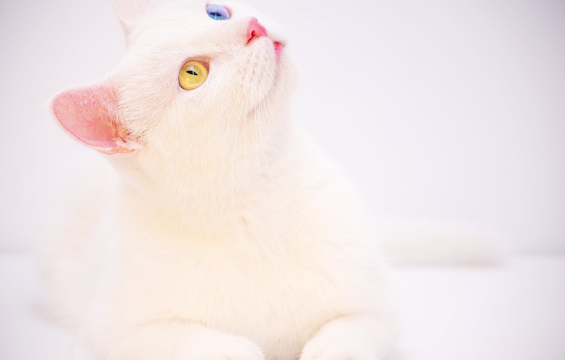 odd eyed white cat