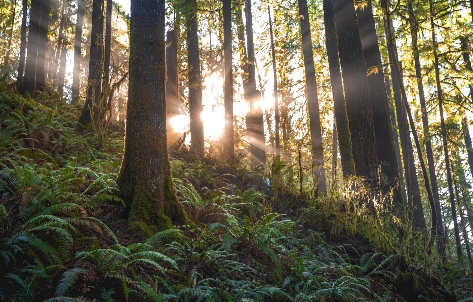 scenic photo of forest with sunlight