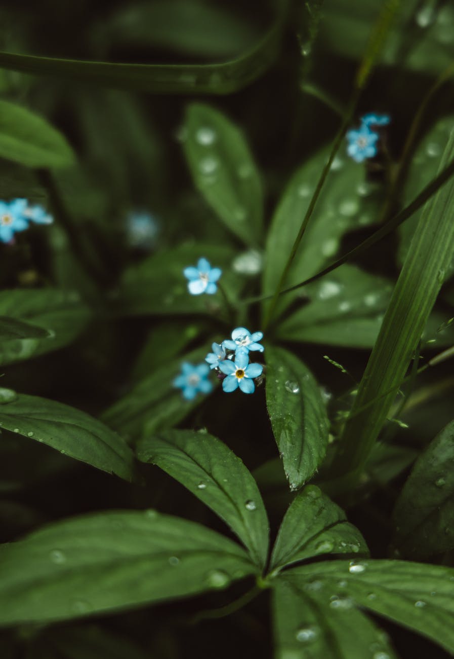 shallow focus photo of blooming blue flowers